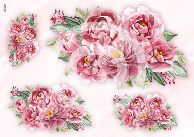 RP Ružové pivonky - rôzne kompozície na ružovkastom pozadí