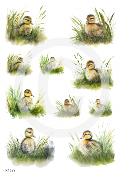 RP Jarné mláďatká - kačiatka v tráve
