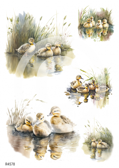 RP Jarné mláďatká - kačiatka na jazere