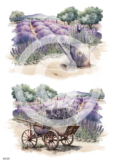 RP Francúzska levanduľa - konvica a vozík na konci lánu