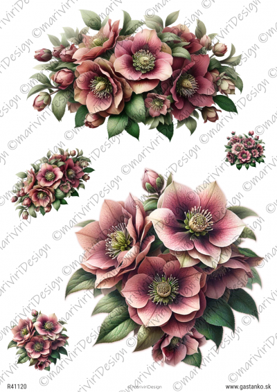 RP Staroružové Vianoce - nádherné čemerice